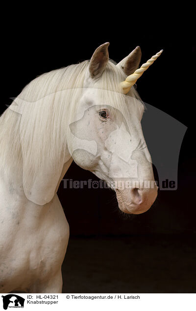Knabstrupper / Knabstrupper horse / HL-04321