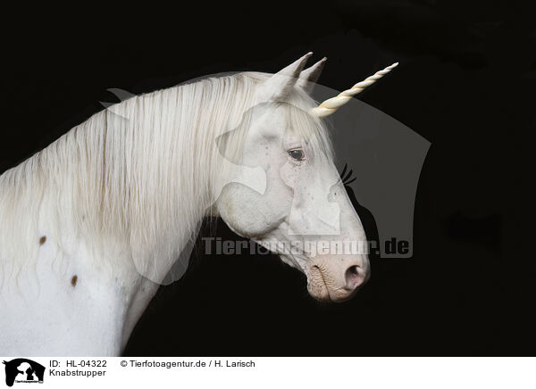 Knabstrupper / Knabstrupper horse / HL-04322