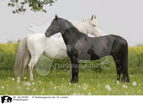 Knabstrupper / Knabstrupper horse / HL-04452