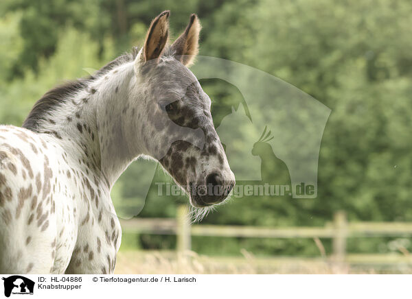 Knabstrupper / Knabstrup Horse / HL-04886