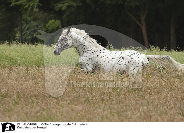 Knabstrupper Hengst / Knabstrupper stallion / HL-04898