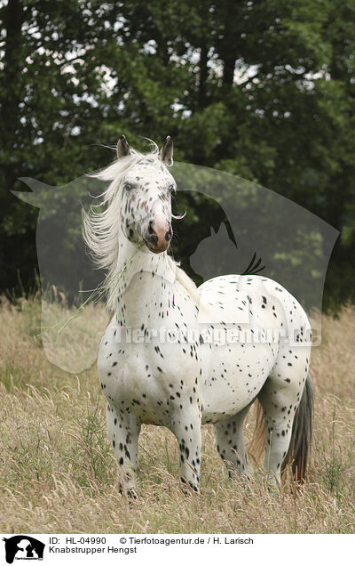 Knabstrupper Hengst / Knabstrupper stallion / HL-04990