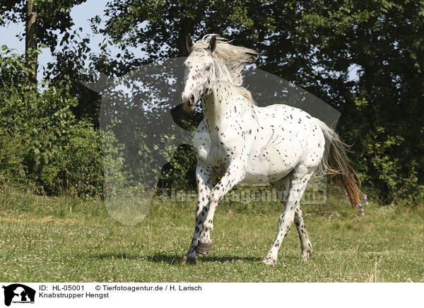 Knabstrupper Hengst / Knabstrupper stallion / HL-05001