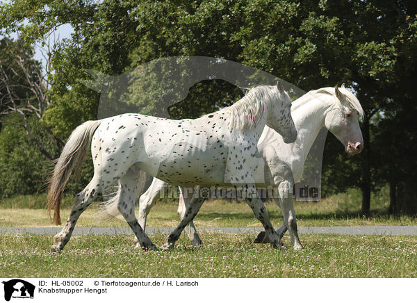 Knabstrupper Hengst / Knabstrupper stallion / HL-05002