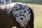 Knabstrupper im Sommer