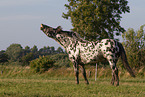 Knabstrupper im Sommer