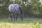 Knabstrupper im Sommer