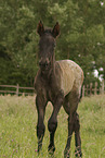 Knabstrupper Fohlen