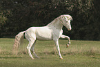 Knabstrupper