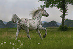Knabstrupper