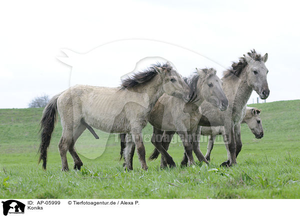 Koniks / horses / AP-05999