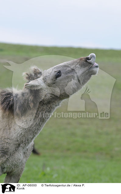 Konik / horse / AP-06000