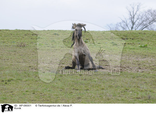 Konik / horse / AP-06001
