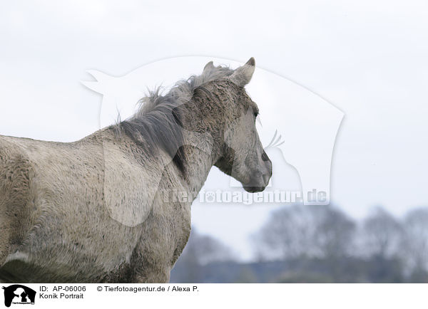 Konik Portrait / AP-06006