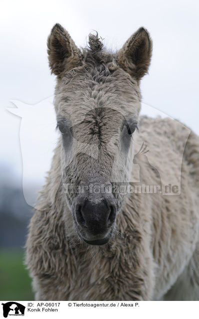 Konik Fohlen / AP-06017