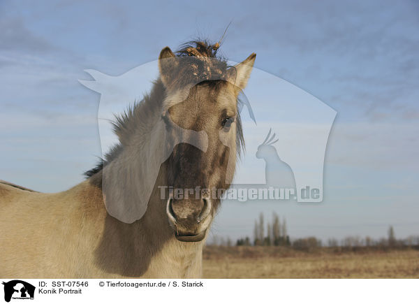 Konik Portrait / SST-07546