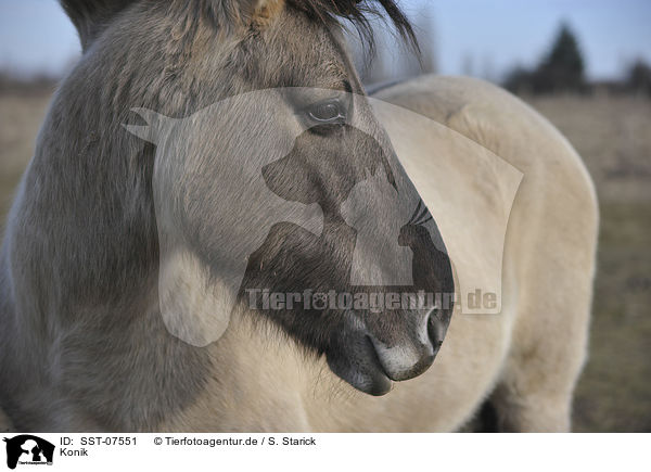 Konik / Konik / SST-07551