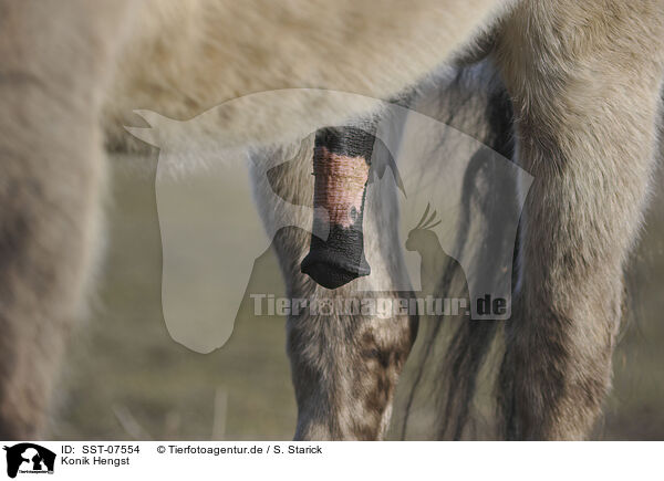 Konik Hengst / Konik stallion / SST-07554