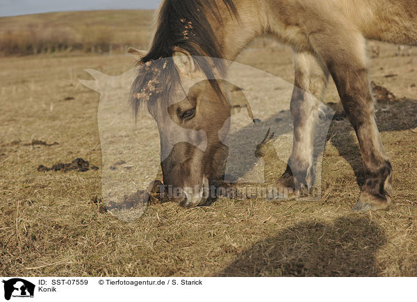 Konik / Konik / SST-07559