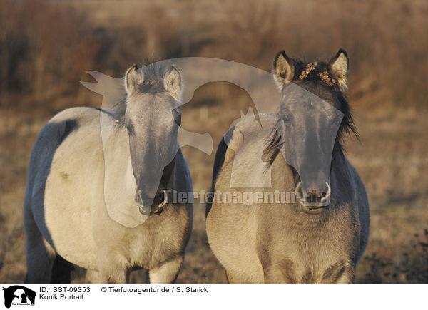 Konik Portrait / Konik Portrait / SST-09353