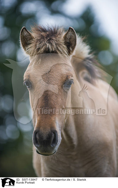 Konik Portrait / SST-13847