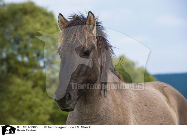 Konik Portrait / Konik Portrait / SST-13856