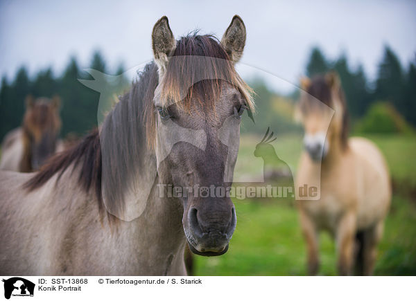 Konik Portrait / Konik Portrait / SST-13868