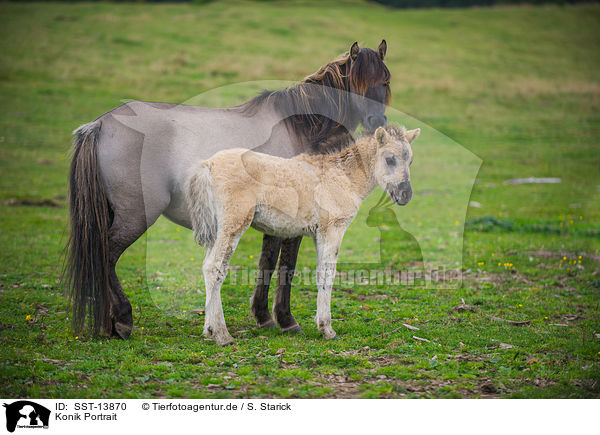 Konik Portrait / SST-13870