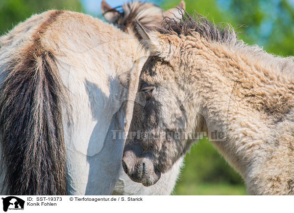 Konik Fohlen / Konik foal / SST-19373