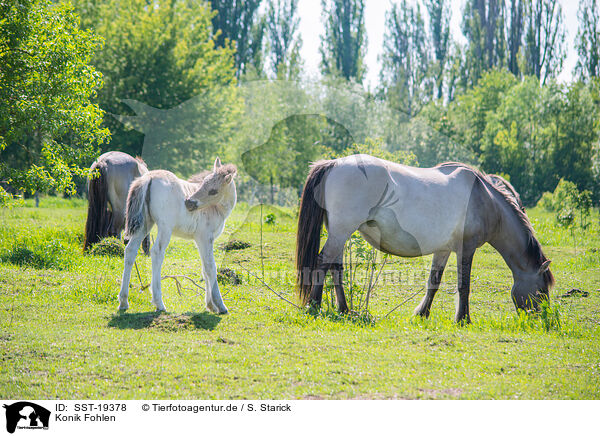 Konik Fohlen / Konik foal / SST-19378