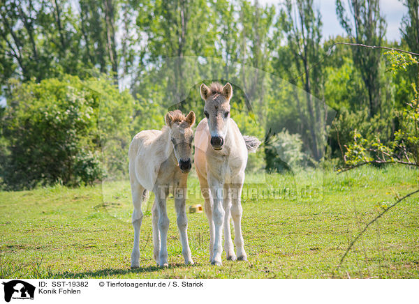 Konik Fohlen / Konik foals / SST-19382