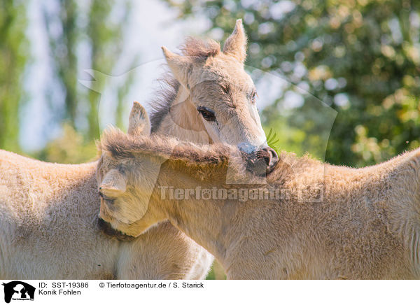 Konik Fohlen / Konik foals / SST-19386