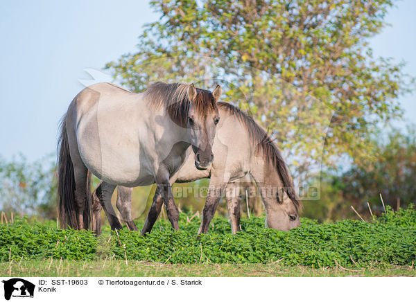 Konik / Konik / SST-19603