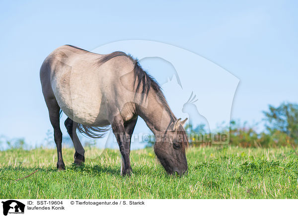 laufendes Konik / walking Konik / SST-19604