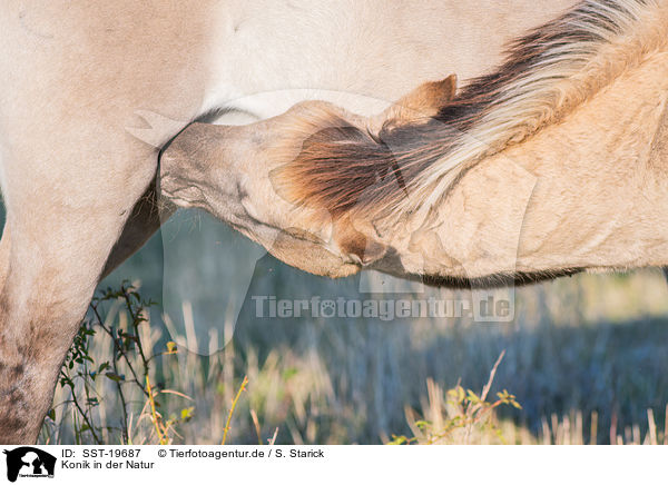 Konik in der Natur / Konik in nature / SST-19687