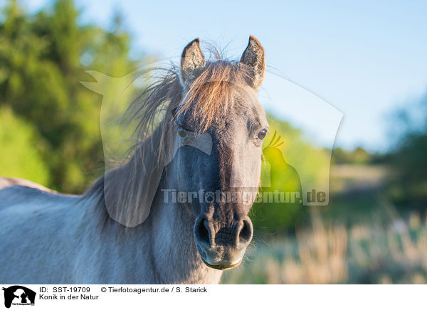 Konik in der Natur / SST-19709