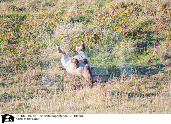 Konik in der Natur / Konik in nature / SST-19715