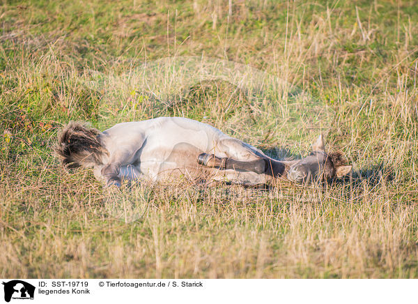 liegendes Konik / lying Konik / SST-19719