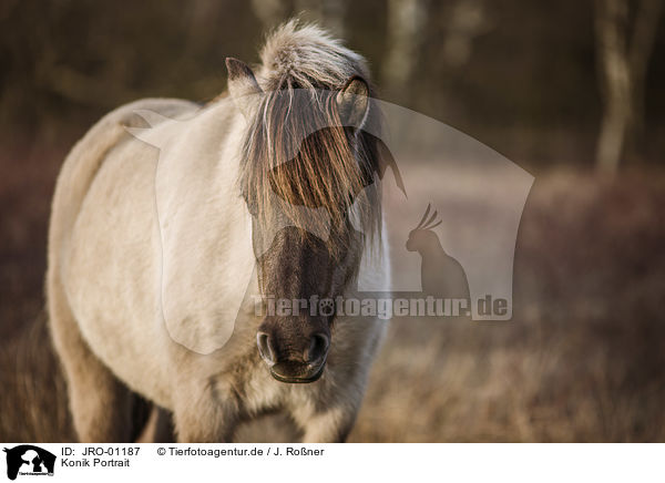 Konik Portrait / JRO-01187