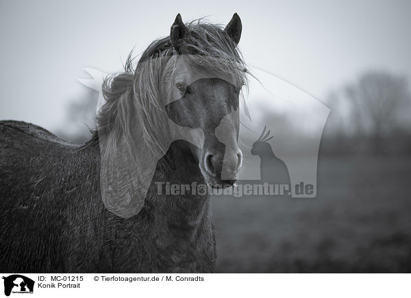 Konik Portrait / Konik portrait / MC-01215