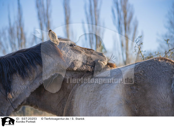 Koniks Portrait / Koniks portrait / SST-20253