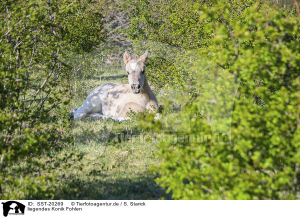 liegendes Konik Fohlen / lying Konik Foal / SST-20269