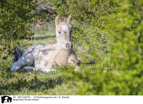 liegendes Konik Fohlen / lying Konik Foal / SST-20270