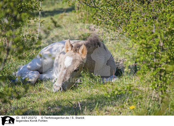 liegendes Konik Fohlen / SST-20272