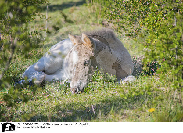 liegendes Konik Fohlen / lying Konik Foal / SST-20273