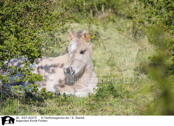 liegendes Konik Fohlen / lying Konik Foal / SST-20275