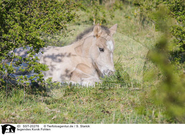 liegendes Konik Fohlen / lying Konik Foal / SST-20276