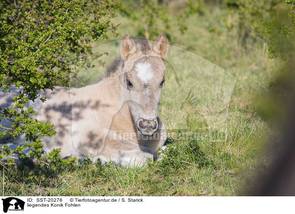 liegendes Konik Fohlen / lying Konik Foal / SST-20278