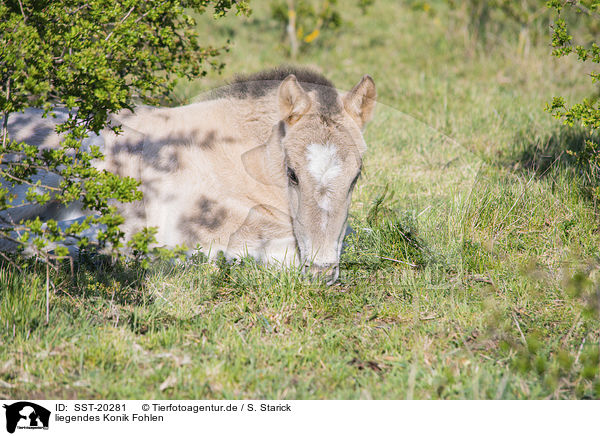 liegendes Konik Fohlen / lying Konik Foal / SST-20281