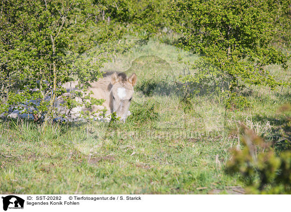 liegendes Konik Fohlen / lying Konik Foal / SST-20282